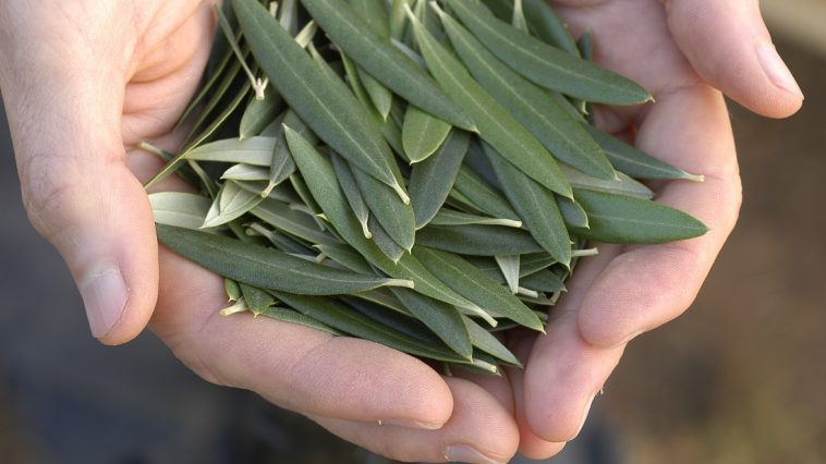 10-Benefits-of-Olive-Leaf-Extract