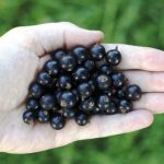 Amazing-Uses-of-Blackcurrant