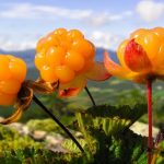 Cloudberry fruit
