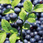 Bilberry-Extract